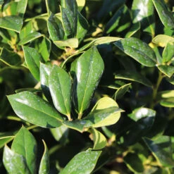 Needlepoint Holly -Arbor Day Foundation Store Needlepoint Holly 4