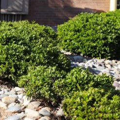 Needlepoint Holly -Arbor Day Foundation Store Needlepoint Holly 5