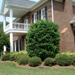 Nellie Stevens Holly -Arbor Day Foundation Store Nellie Stevens Holly 4 FGT