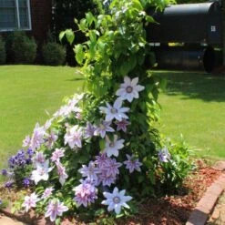 Nelly Moser Clematis Vine 9 Nelly Moser Clematis Vine -Arbor Day Foundation Store Nely Moser Clematis 3