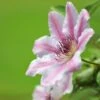 Nelly Moser Clematis Vine -Arbor Day Foundation Store Nely Moser Clematis FGT 600x600 e6e07d3a 5c79 4dd5 90bc 4c7a3eb4088b