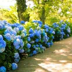 Nikko Blue Hydrangea 8 Nikko Blue Hydrangea -Arbor Day Foundation Store Nikko Blue Hydrangea 1 FGT