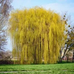 Niobe Golden Weeping Willow -Arbor Day Foundation Store Niobe weeping willow 1