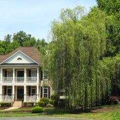 Niobe Golden Weeping Willow -Arbor Day Foundation Store Niobe weeping willow 3