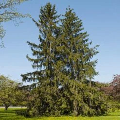 Norway Spruce Tree -Arbor Day Foundation Store Norway Spruce 1 FGT