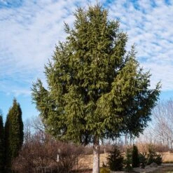 Norway Spruce Tree -Arbor Day Foundation Store Norway Spruce 2 FGT