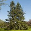 Norway Spruce Tree -Arbor Day Foundation Store Norway Spruce 600x600 FGT