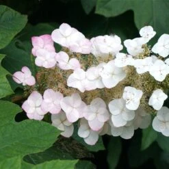 Oakleaf Hydrangea Shrub -Arbor Day Foundation Store OAKLEAF FGT THUMB a396bc6d 9d3c 49ac 82c6 f1db3d28bb3d