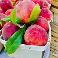 O'Henry Peach Tree -Arbor Day Foundation Store OHenry Peach 3