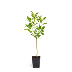 Calamondin Tree -Arbor Day Foundation Store ORG CAL 12 1QT