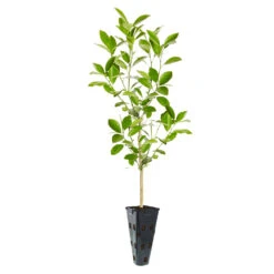 Calamondin Tree -Arbor Day Foundation Store ORG CAL 23 C