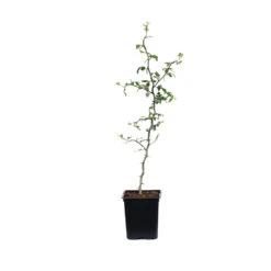 Hardy Orange Tree 'Flying Dragon' -Arbor Day Foundation Store ORG JHO 12 1QT