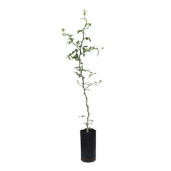 Hardy Orange Tree 'Flying Dragon' -Arbor Day Foundation Store ORG JHO 23 C