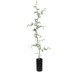 Hardy Orange Tree 'Flying Dragon' -Arbor Day Foundation Store ORG JHO 34 C