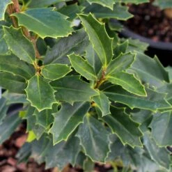 Oak Leaf™ Holly Tree -Arbor Day Foundation Store Oak Leaf Holly 3