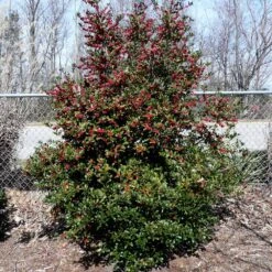 Oak Leaf™ Holly Tree -Arbor Day Foundation Store Oak Leaf Holly 4