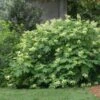Oakleaf Hydrangea Shrub -Arbor Day Foundation Store Oakleaf Hydrangea FGT 600x600 d2944eba ae70 47b7 8382 af278ed9c7a7