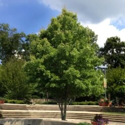 October Glory Red Maple Tree -Arbor Day Foundation Store October Glory Maple 1 FGT