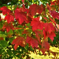 October Glory Red Maple Tree -Arbor Day Foundation Store October Glory Maple 2 FGT