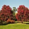 October Glory Red Maple Tree 2 October Glory Red Maple Tree -Arbor Day Foundation Store October Glory Maple FGT 600x600 ed40f1c9 fa15 44dd 965e 6514d9ecbd99