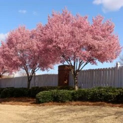 Okame Cherry Tree 13 Okame Cherry Tree -Arbor Day Foundation Store Okame Cherry 02 FGT