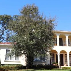 Oliana Olive Tree -Arbor Day Foundation Store Oliana Olive 2