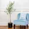 Oliana Olive Tree -Arbor Day Foundation Store Oliana Olive 600x600 6f3a3c9f e168 44ff aa92 eb7e474a89dc