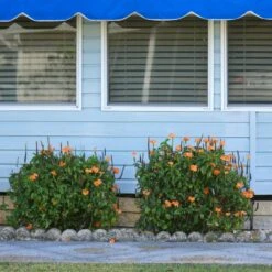 Orange Marmalade Crossandra Shrub 8 Orange Marmalade Crossandra Shrub -Arbor Day Foundation Store Orange Marrmelade Crossandra 4