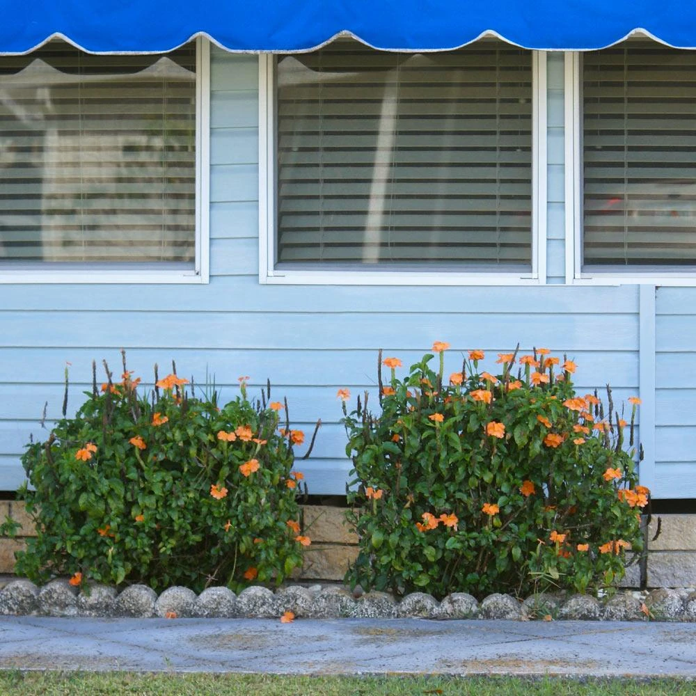 Orange Marmalade Crossandra Shrub 5 Orange Marmalade Crossandra Shrub - Image 3