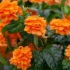 Orange Marmalade Crossandra Shrub -Arbor Day Foundation Store Orange Marrmelade Crossandra FGT 600x600 c6715e06 2d28 4ec3 9ade 105e6014a6d6