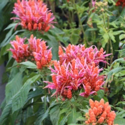 Orange Shrimp Plant -Arbor Day Foundation Store Orange Shrim plant 2 BB