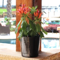 Orange Shrimp Plant -Arbor Day Foundation Store Orange Shrim plant 3