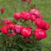 Oso Easy® Double Red Rose -Arbor Day Foundation Store Oso Double Red Rose 2 600x600 b585947e 509f 4e63 b94a b06c884252b5