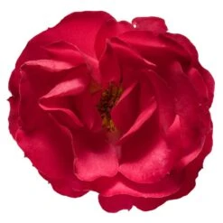 Oso Easy® Double Red Rose -Arbor Day Foundation Store Oso Double Red Rose 3