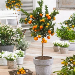 Owari Satsuma Mandarin Tree - USDA Organic