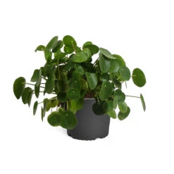 Pilea Peperomioides (Pancake Plant) 14 Pilea Peperomioides (Pancake Plant) -Arbor Day Foundation Store PIL PEP1 standard pot