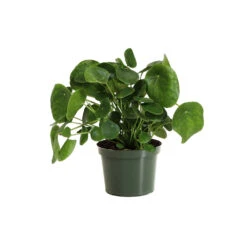 Pilea Peperomioides (Pancake Plant) 15 Pilea Peperomioides (Pancake Plant) -Arbor Day Foundation Store PIL PEP6 standard pot