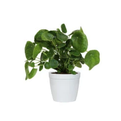 Pilea Peperomioides (Pancake Plant) 13 Pilea Peperomioides (Pancake Plant) -Arbor Day Foundation Store PIL PEP6 white delilah