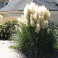 Pampas Grass -Arbor Day Foundation Store Pampas Grass 4 FGT