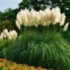 Pampas Grass -Arbor Day Foundation Store Pampas Grass FGT 600x600 436bbafb 3875 4ed1 ac01 b037b42f7a7d