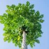 Papaya Tree -Arbor Day Foundation Store Papaya FGT 600x600 dd68a3d3 99f9 41ac 8d38 d3d53170b545