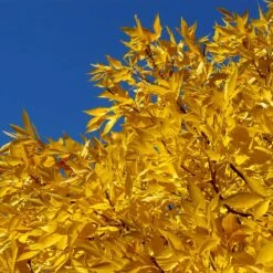 Patmore Green Ash Tree -Arbor Day Foundation Store Patmore Green Ash 2