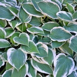 Patriot Hosta Plant -Arbor Day Foundation Store Patriot Hosta 3