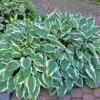 Patriot Hosta Plant 1 Patriot Hosta Plant -Arbor Day Foundation Store Patriot Hosta FGT 600x600 940103cb 0bf3 4d39 a022 1aece119f464