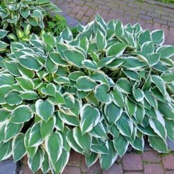 Patriot Hosta Plant