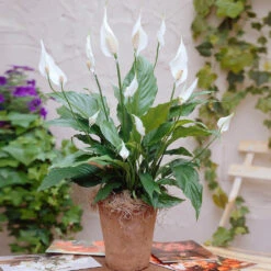 Peace Lily Plant -Arbor Day Foundation Store Peace Lily 3