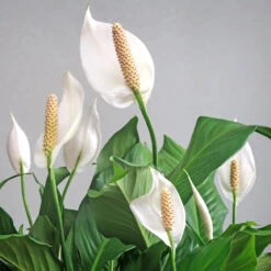 Peace Lily Plant -Arbor Day Foundation Store Peace Lily 6