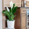 Peace Lily Plant -Arbor Day Foundation Store Peace Lily FGT 600x600 b4675117 8b70 4d50 aea6 0b3426a0e7e7