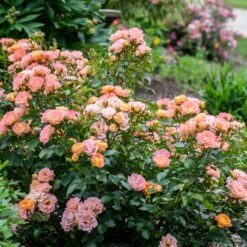 Peach Drift® Rose -Arbor Day Foundation Store Peach Drift Rose 2 FGT