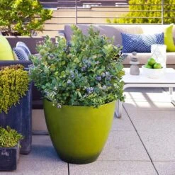 Bushel And Berry® Peach Sorbet™ Blueberry Bush -Arbor Day Foundation Store Peach Sorbet BLueberry 2 FGT